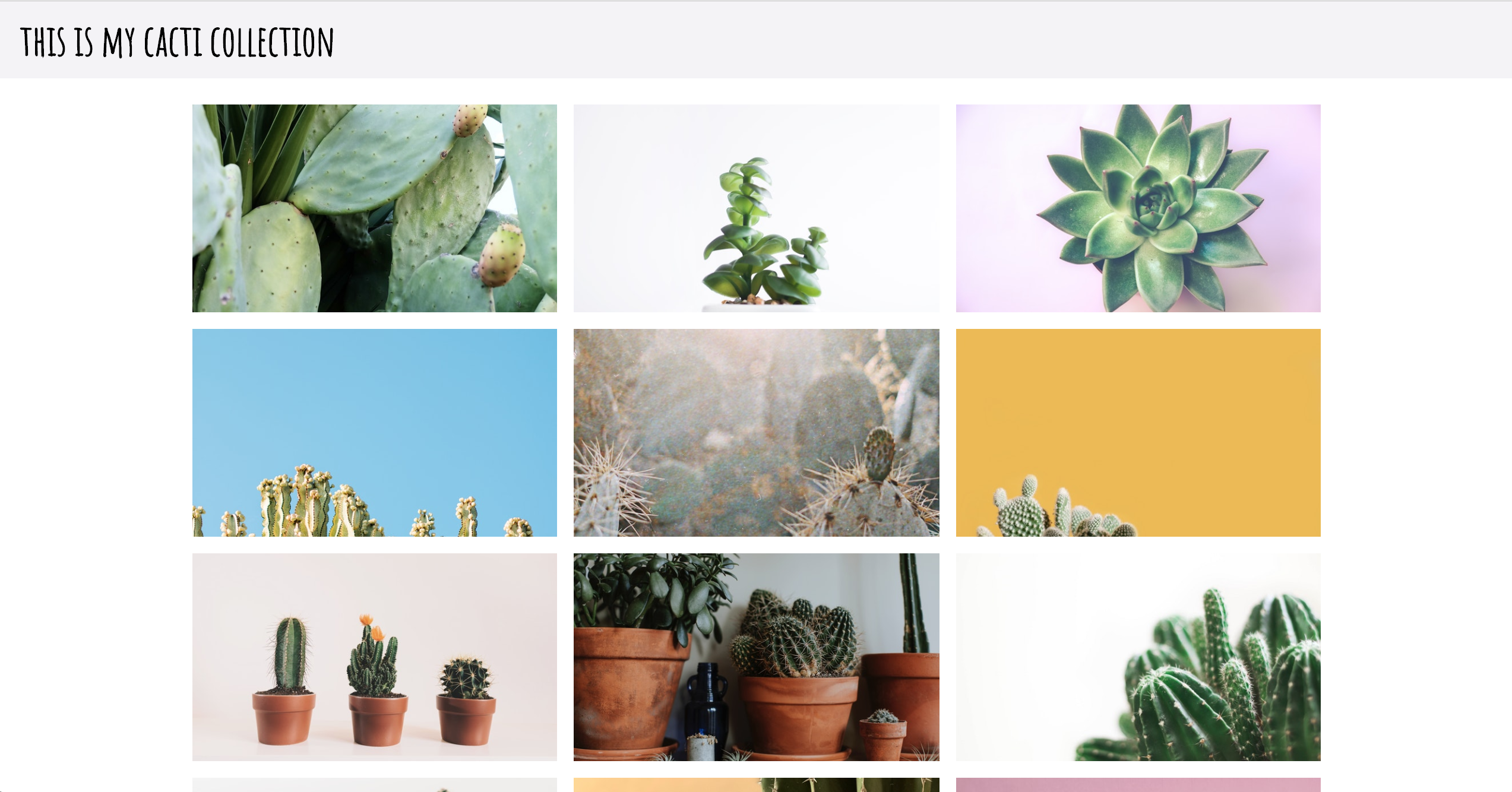 example photo gallery with cacti